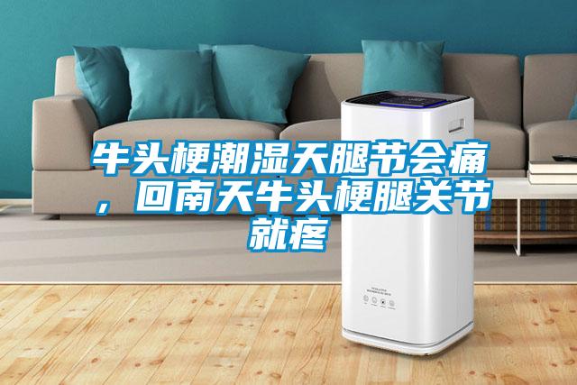 牛頭梗潮濕天腿節會痛，回南天牛頭梗腿關節就疼