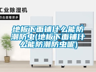 企業新聞地板下面鋪什么能防潮防蟲(地板下面鋪什么能防潮防蟲呢)