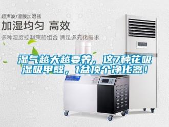 企業(yè)新聞濕氣越大越要養(yǎng)，這7種花吸濕吸甲醛，1盆頂個(gè)凈化器！
