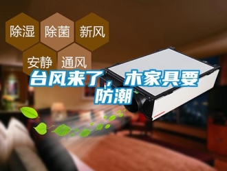 知識百科臺風來了，木家具要防潮