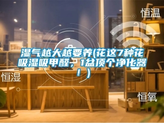 企業(yè)新聞濕氣越大越要養(yǎng)(花這7種花吸濕吸甲醛，1盆頂個(gè)凈化器！)